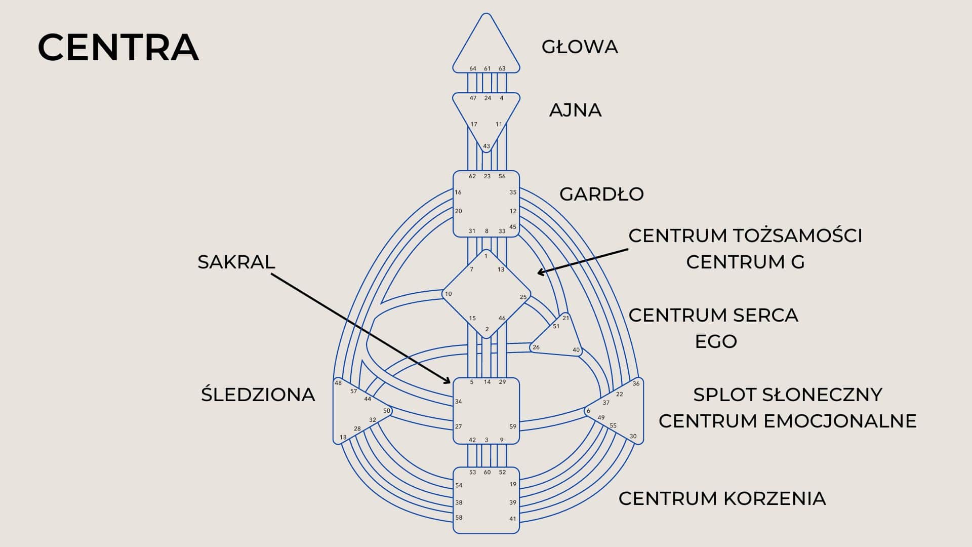 Na rysunku widać graf HuamnDesign z zaznaczeniem Centr Energetycznych. Od góry mamy Głowę, Ajne, Gardło, potem centrum Tożsamości, ego, i eocjonalne, w środku grafu jest sakral a po lewej centrum śledziony. Na samym dole mamy Centrum Korzenia.